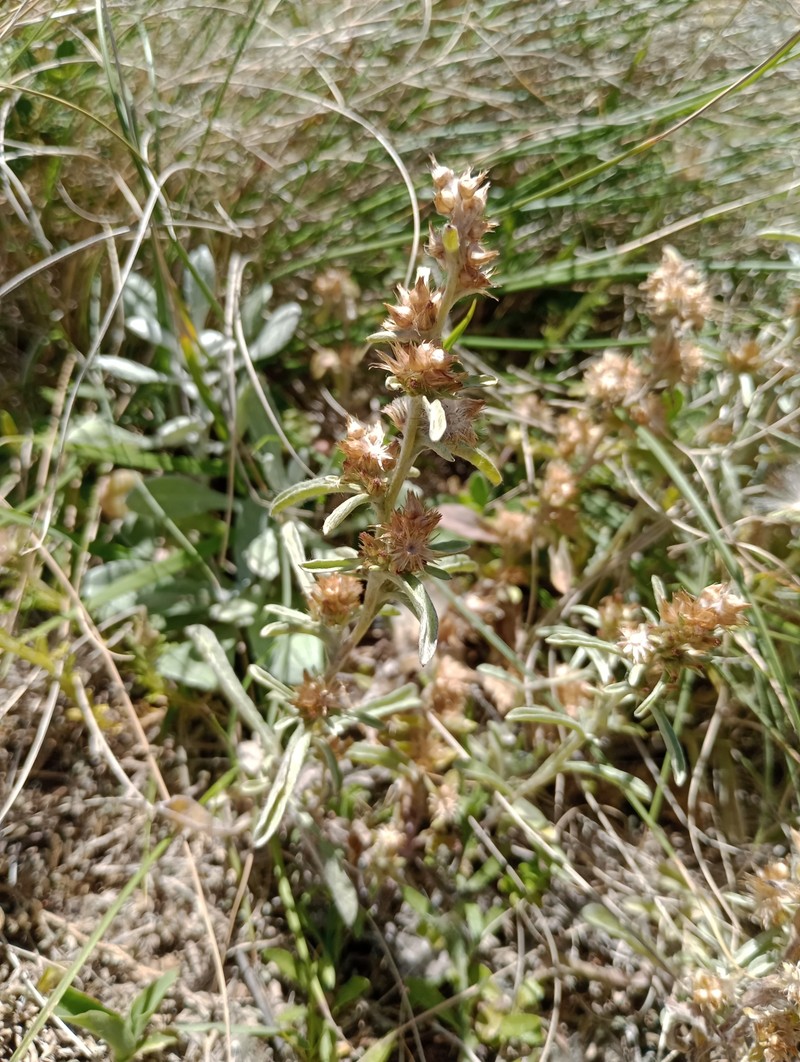 Gamochaeta argentina photo 7
