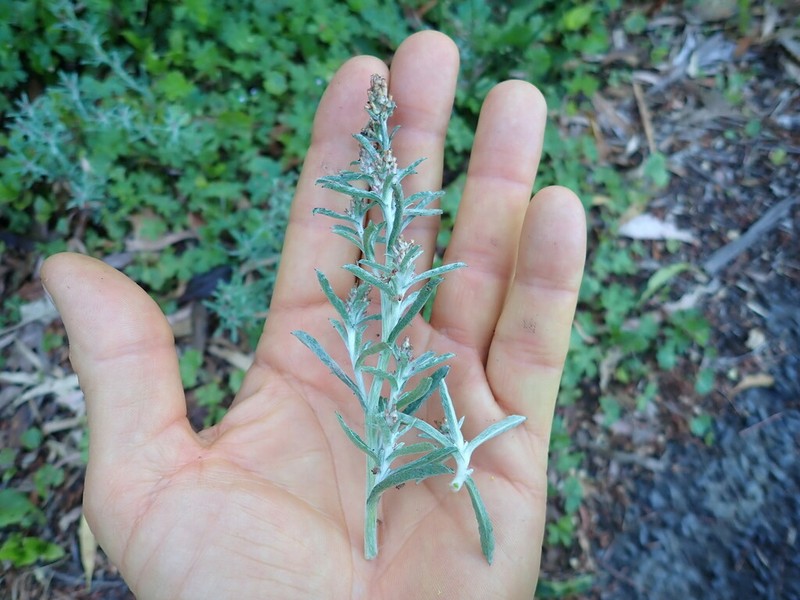 Gamochaeta calviceps photo 2