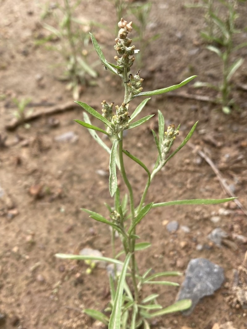 Gamochaeta calviceps photo 3