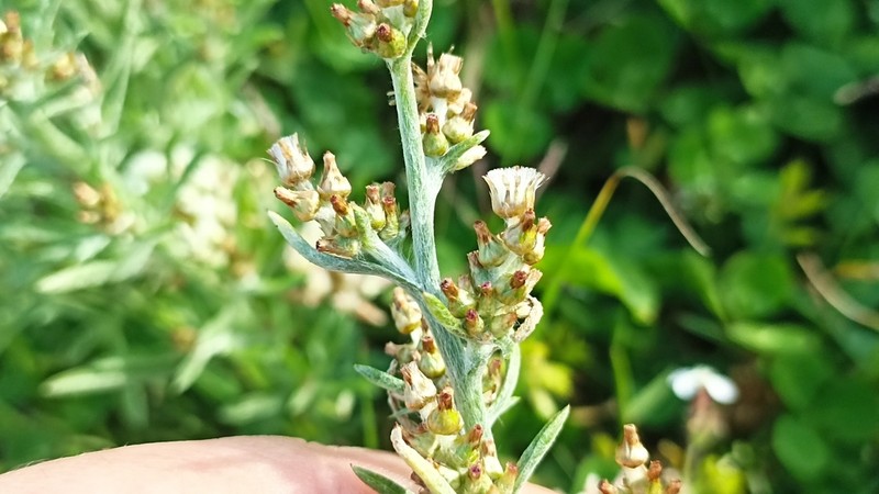 Gamochaeta calviceps photo 4