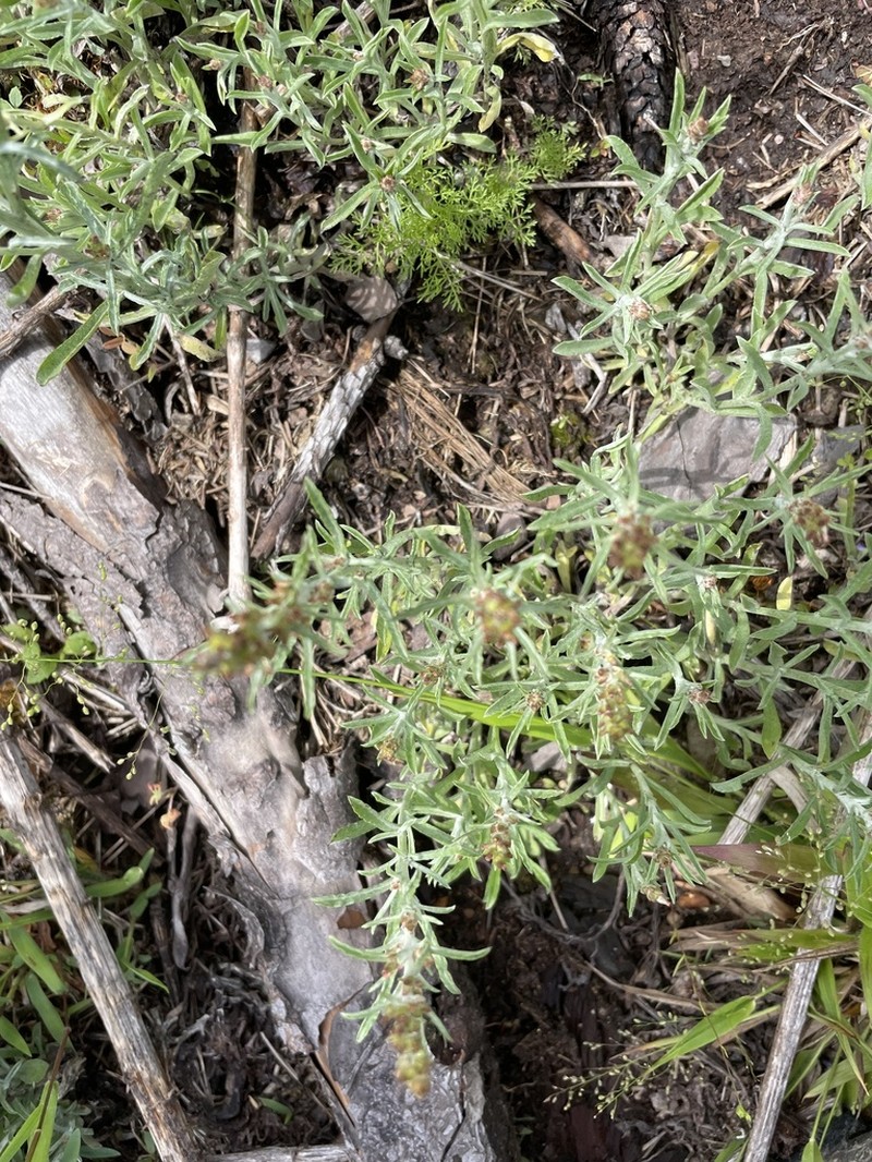 Gamochaeta calviceps photo 5