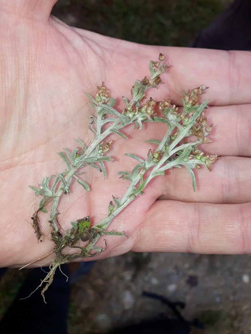 Gamochaeta calviceps photo 6