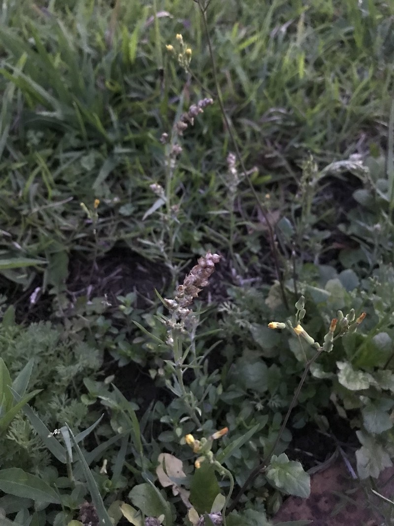 Gamochaeta calviceps photo 7