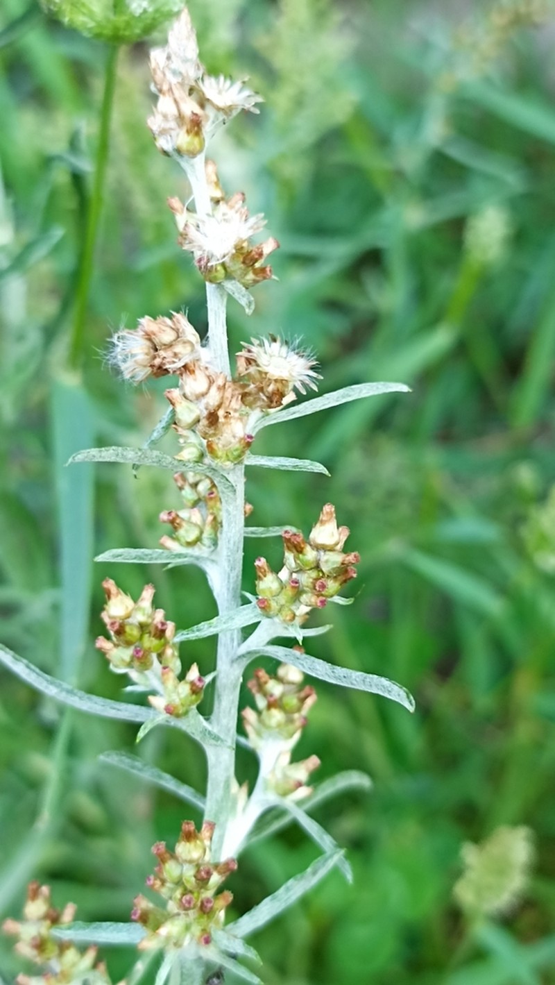 Gamochaeta calviceps photo 8