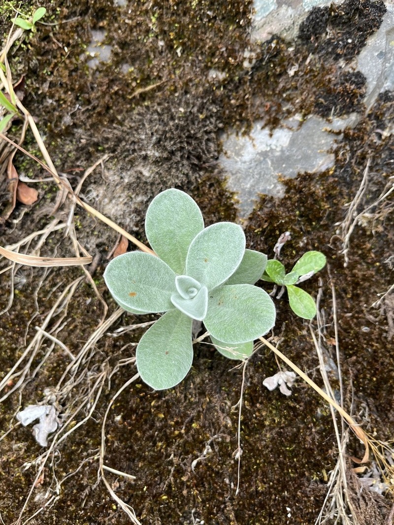 Gamochaeta camaquaensis