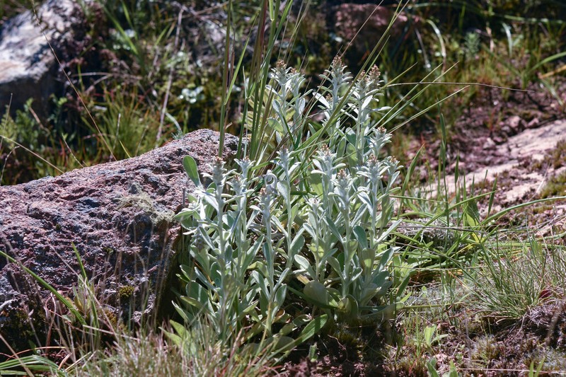 Gamochaeta camaquaensis photo 2