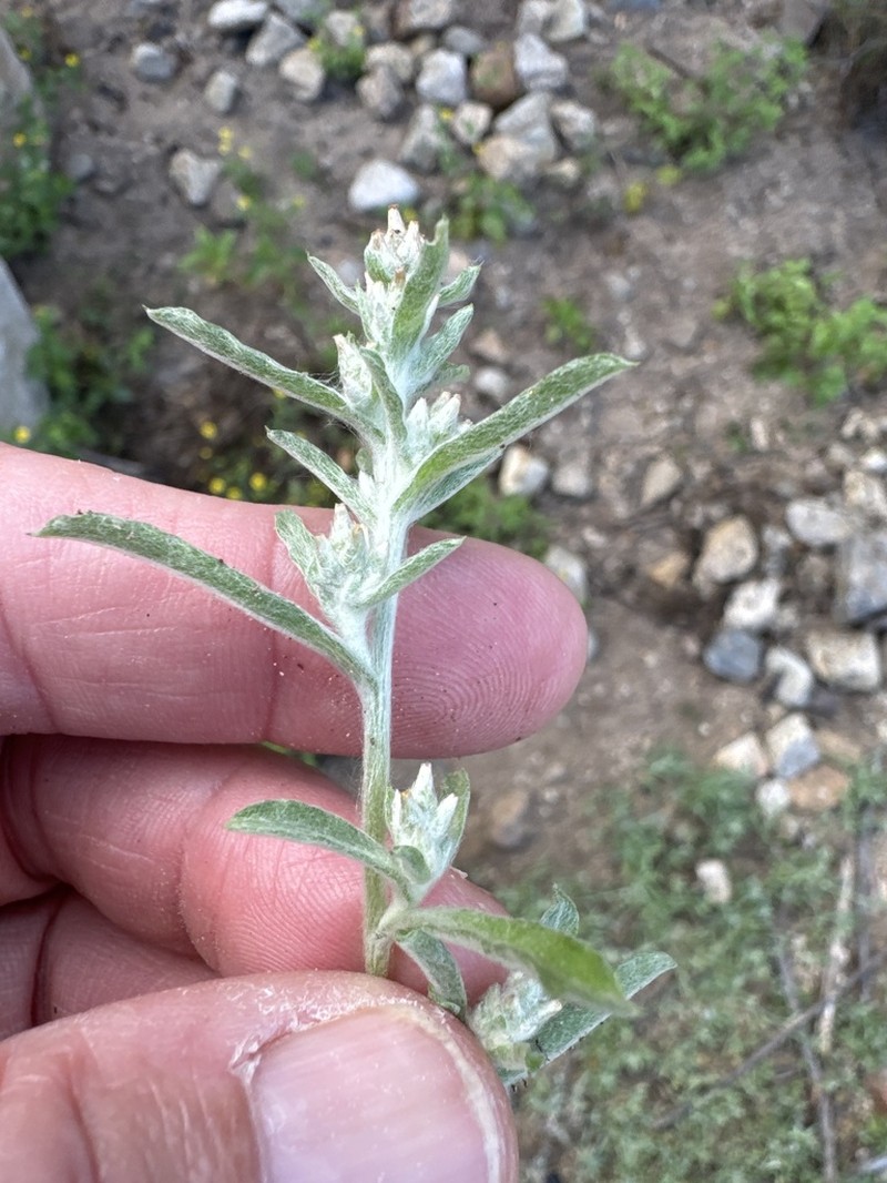 Gamochaeta capensis