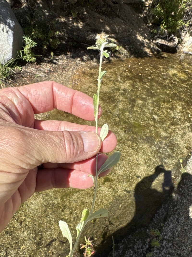 Gamochaeta capensis photo 3