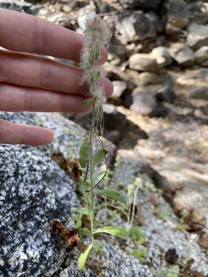 Gamochaeta capensis photo 4