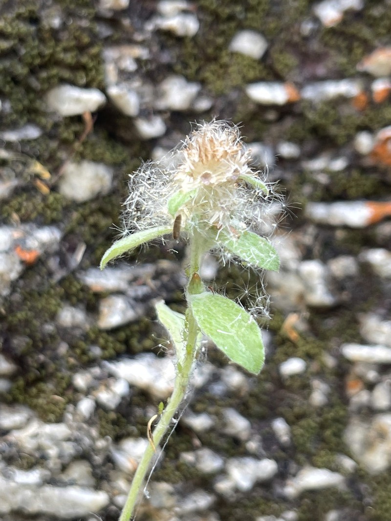 Gamochaeta capensis photo 5