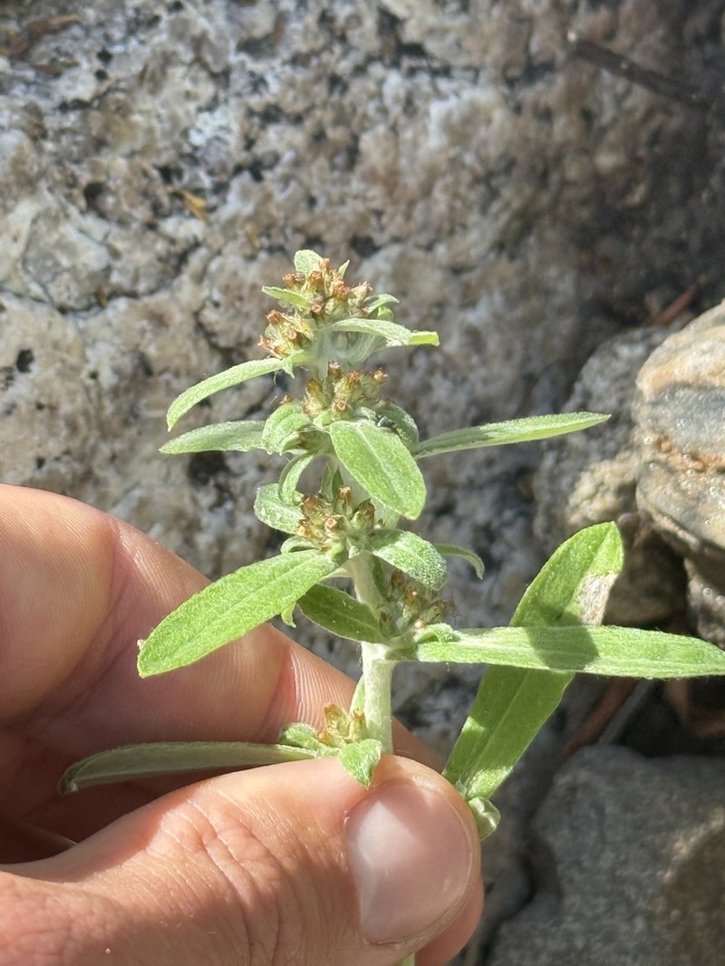 Gamochaeta capensis photo 6