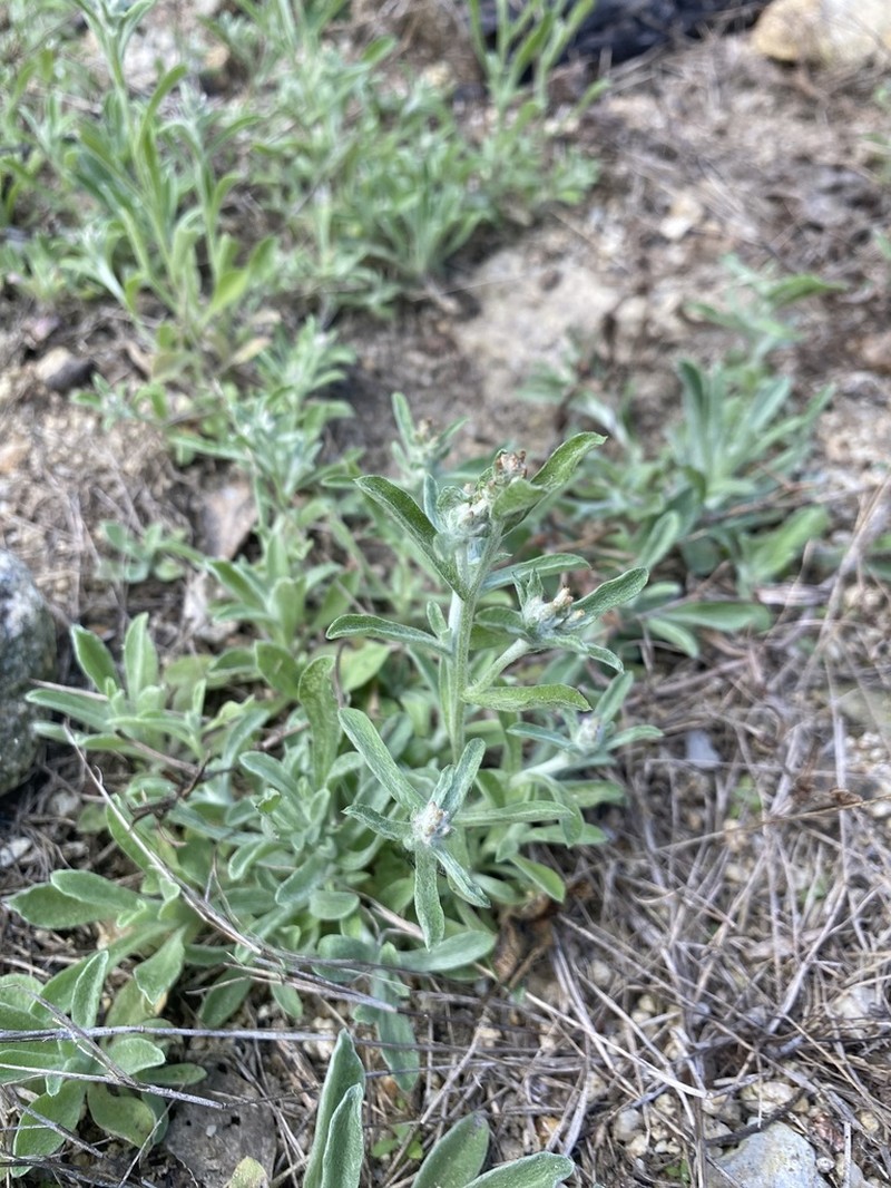 Gamochaeta capensis photo 8