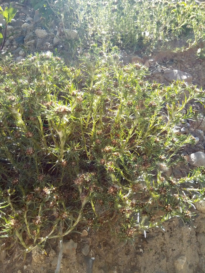 Gamochaeta capitata