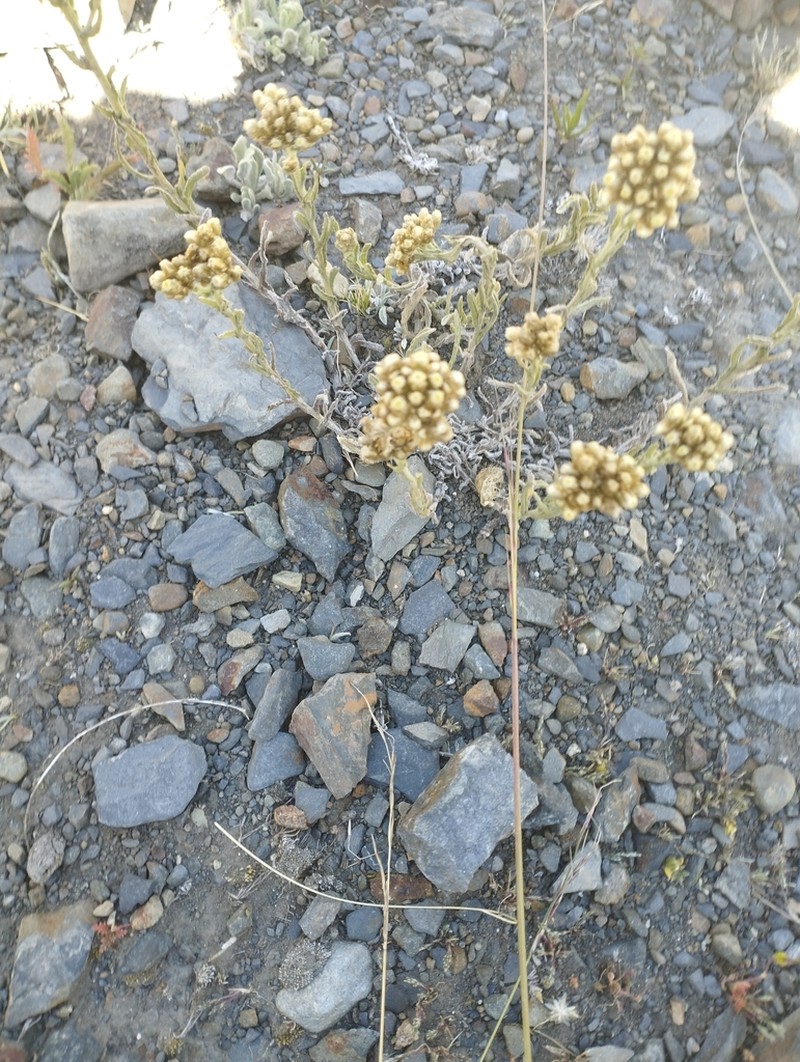 Gamochaeta capitata photo 2
