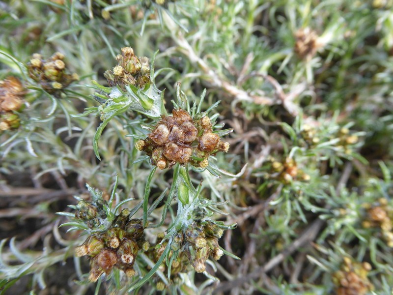 Gamochaeta capitata photo 3