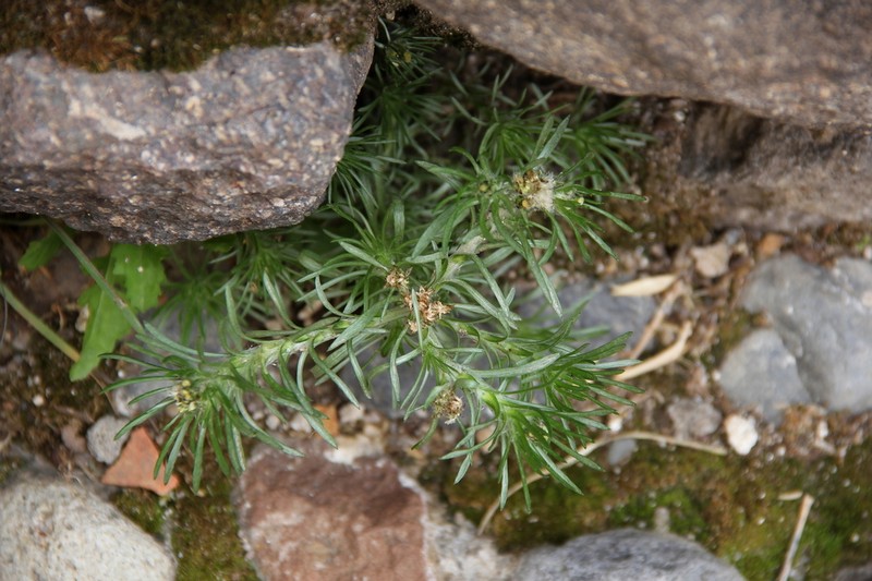 Gamochaeta capitata photo 4