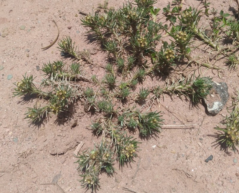 Gamochaeta capitata photo 5