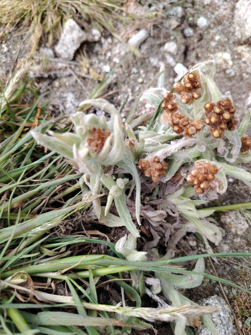 Gamochaeta capitata photo 6