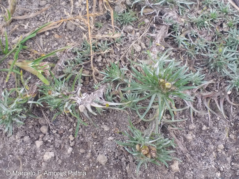 Gamochaeta capitata photo 7