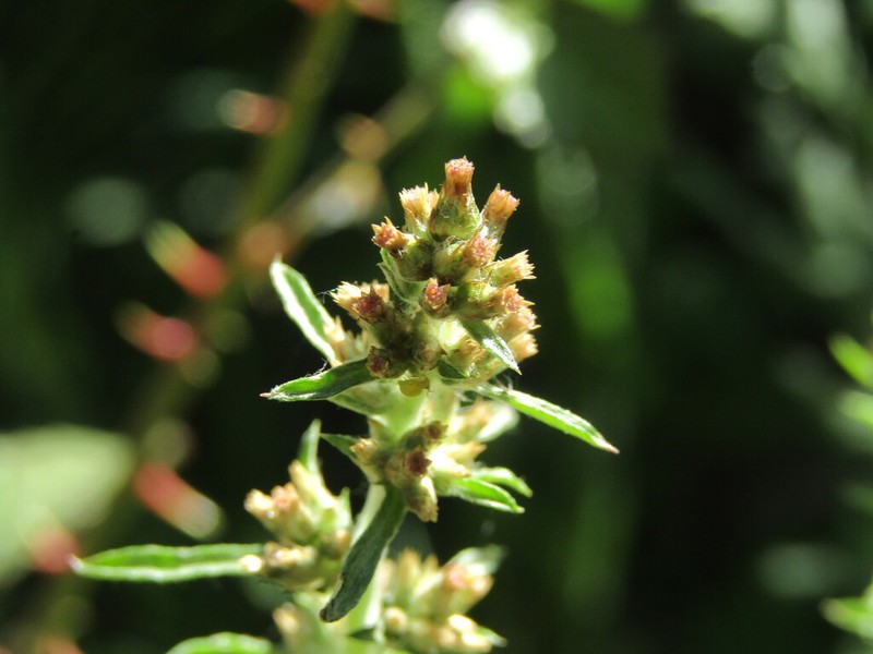 Gamochaeta chamissonis