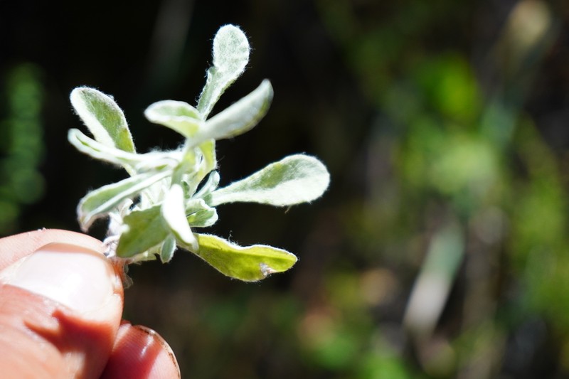 Gamochaeta chamissonis photo 3