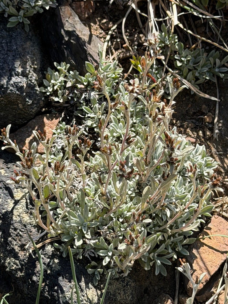 Gamochaeta chamissonis photo 4