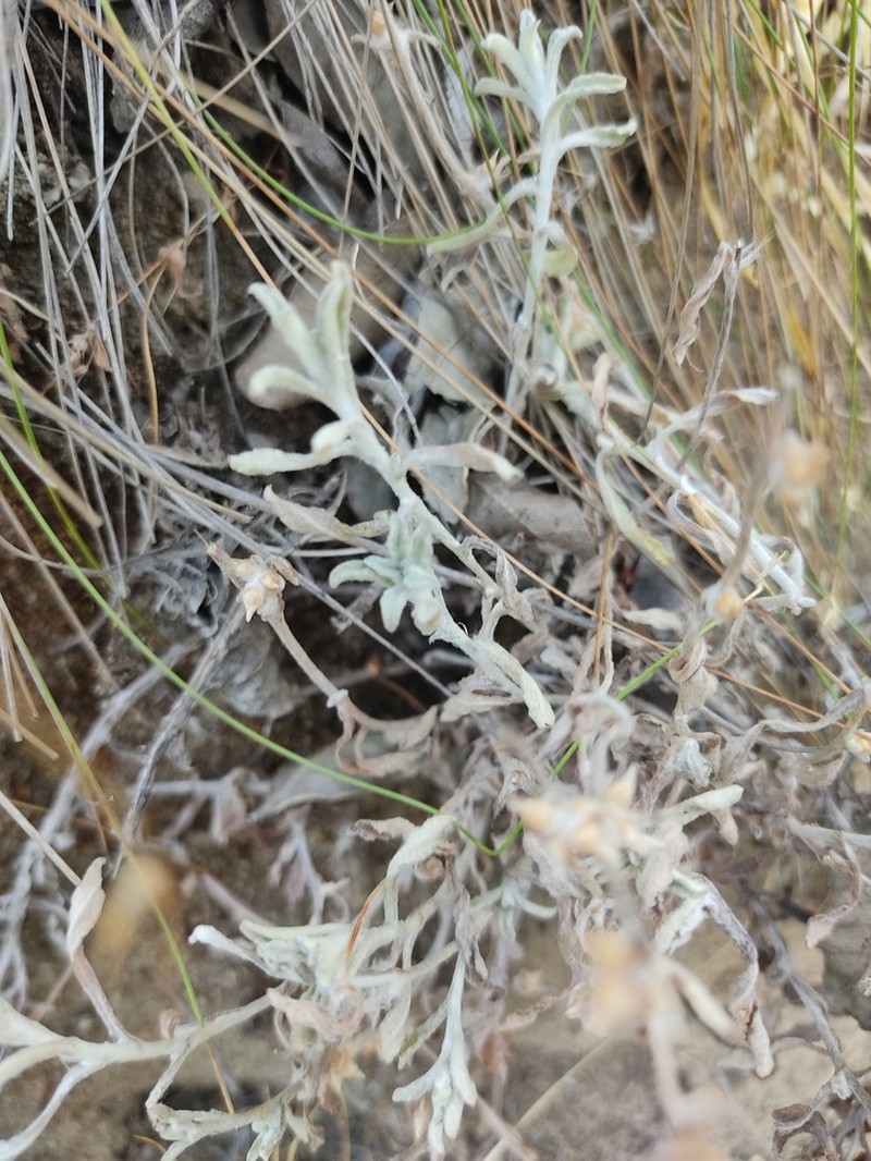 Gamochaeta chamissonis photo 5