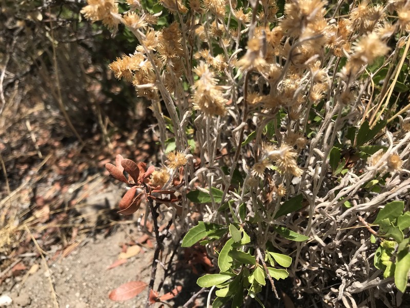 Gamochaeta chamissonis photo 6