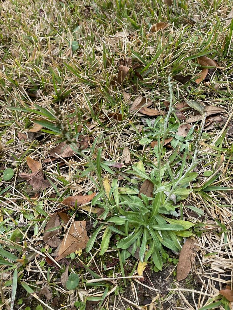Snow-White Everlasting