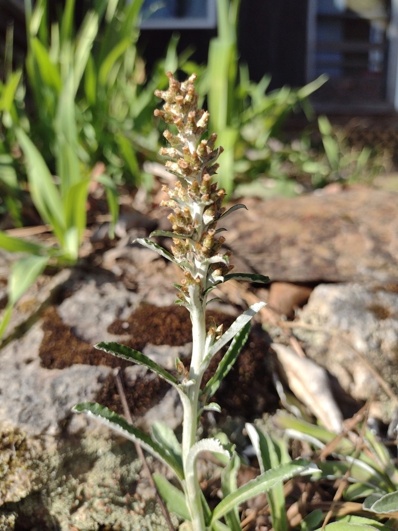 Snow-White Everlasting photo 6