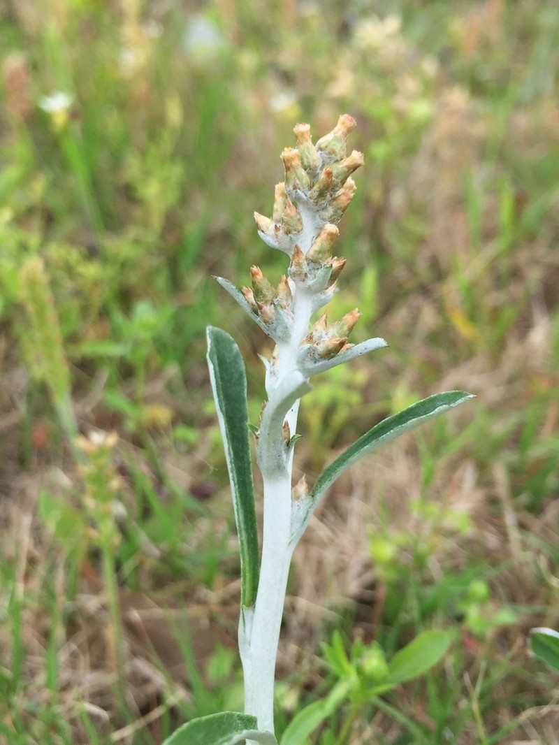 Snow-White Everlasting photo 7