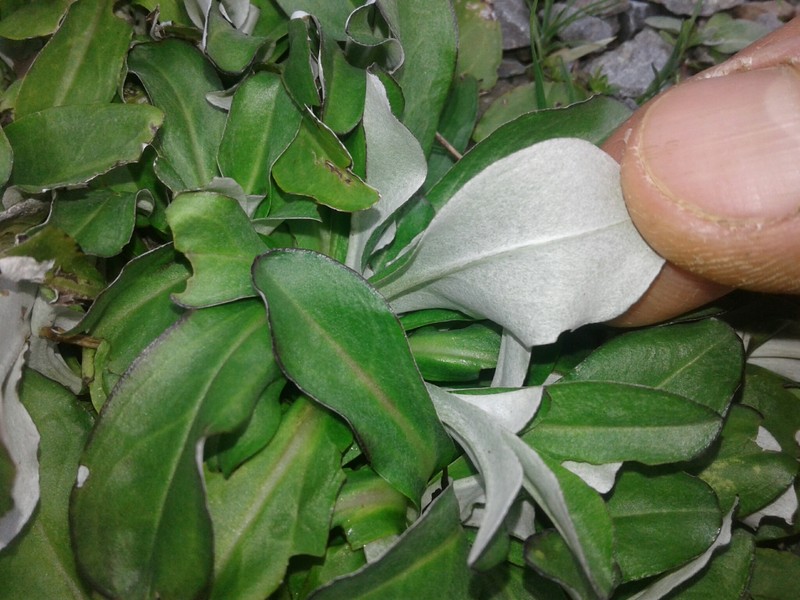 Gray Everlasting