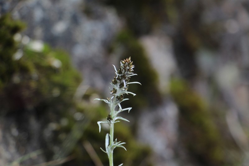 Gamochaeta elibatantha