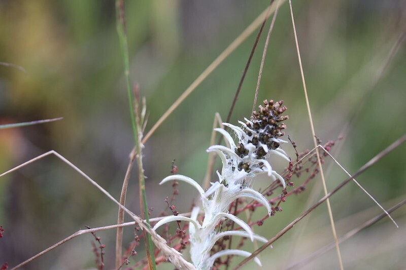 Gamochaeta elibatantha photo 2