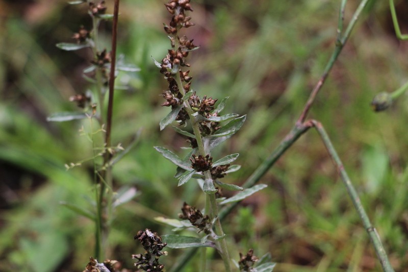 Gamochaeta elibatantha photo 3