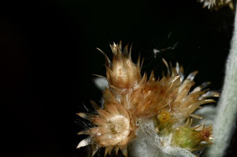 Gamochaeta erecta
