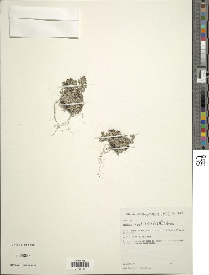 Gamochaeta erythractis
