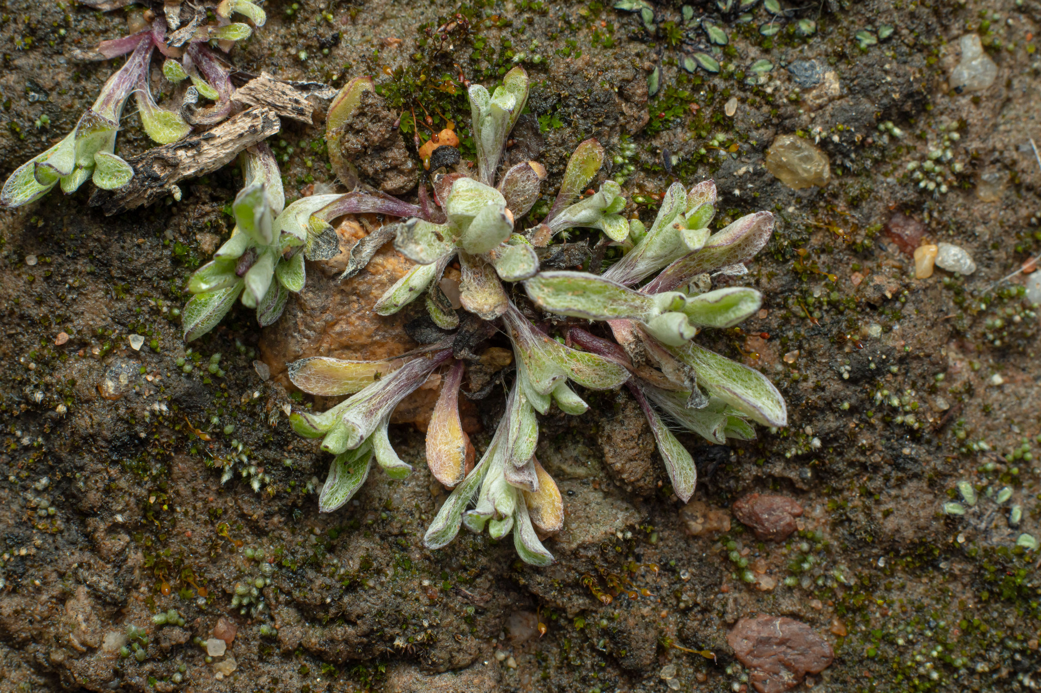 Narrowleaf Purple Everlasting