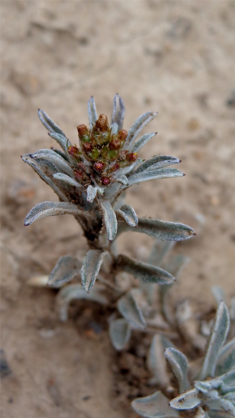 Narrowleaf Purple Everlasting