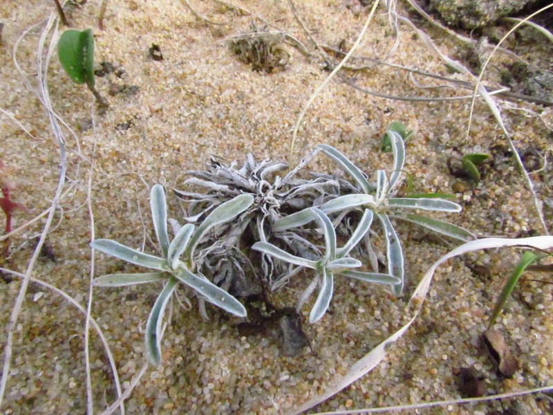Narrowleaf Purple Everlasting photo 2