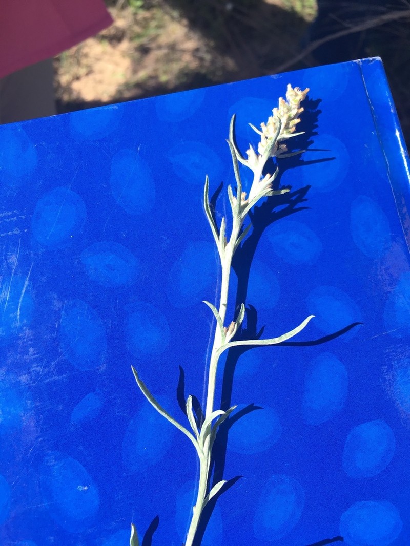 Narrowleaf Purple Everlasting photo 3