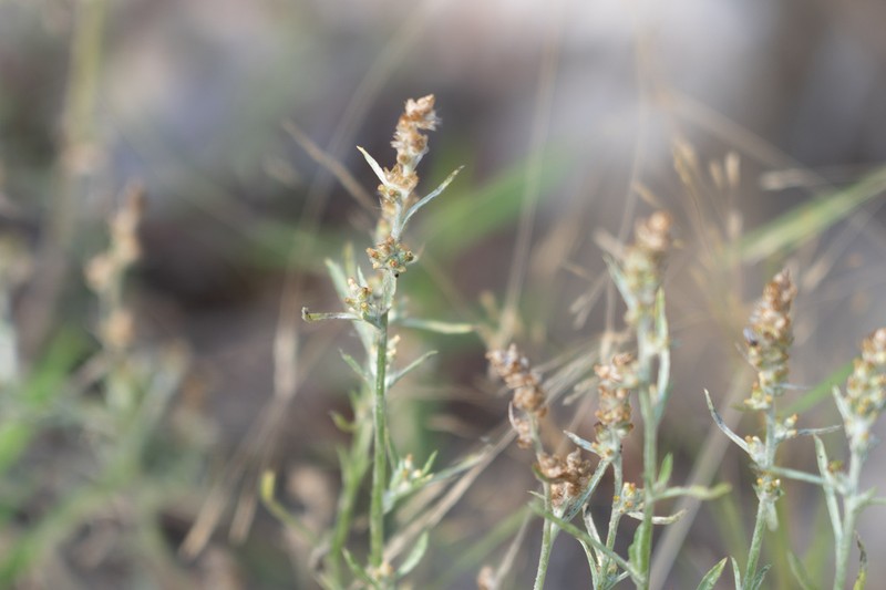 Narrowleaf Purple Everlasting photo 4