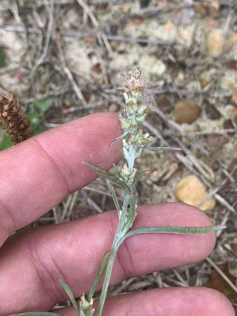 Narrowleaf Purple Everlasting photo 5