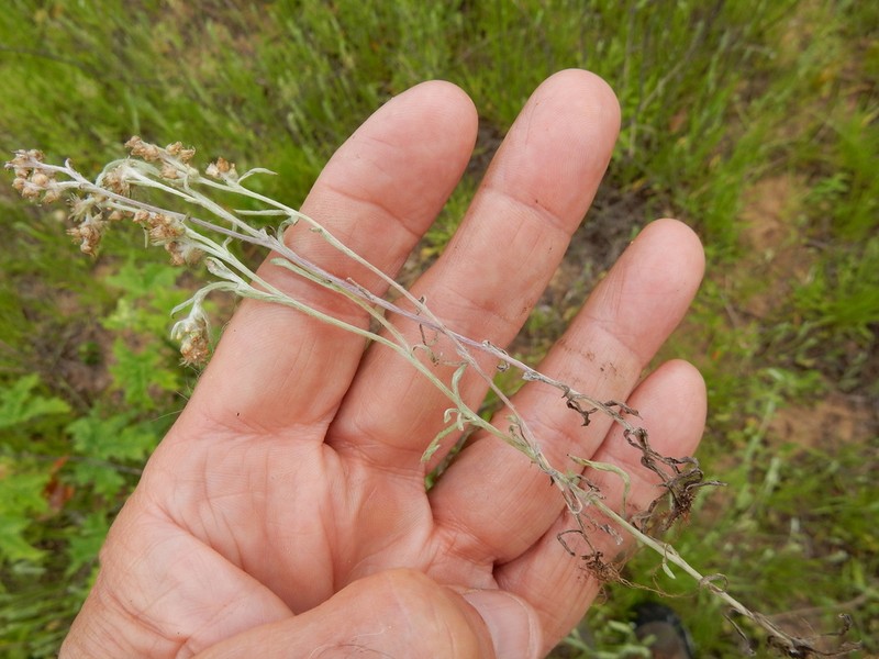 Narrowleaf Purple Everlasting photo 6