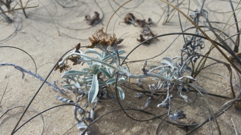 Narrowleaf Purple Everlasting photo 8