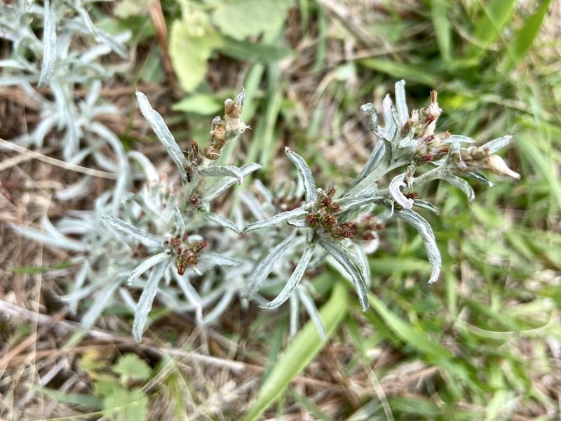 Gamochaeta filaginea