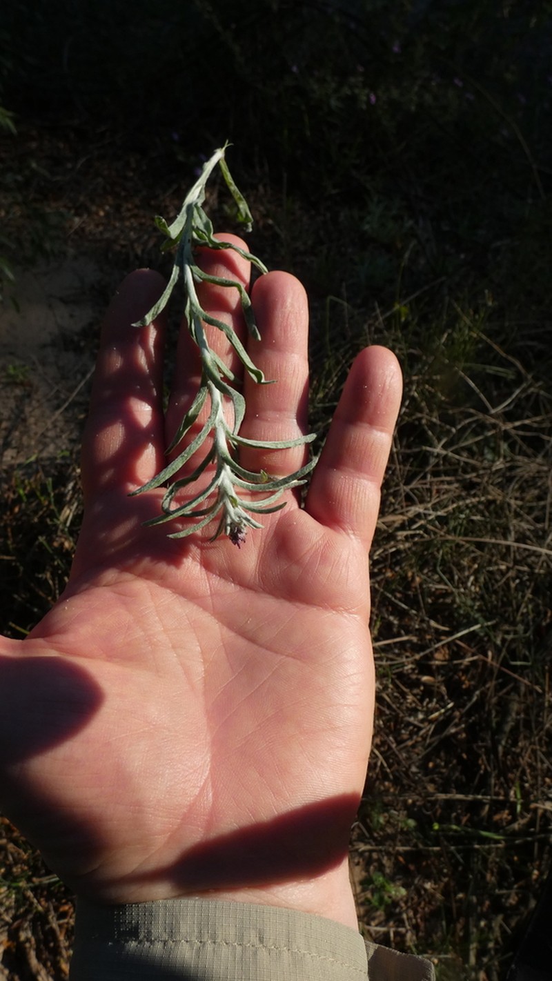 Gamochaeta filaginea photo 3