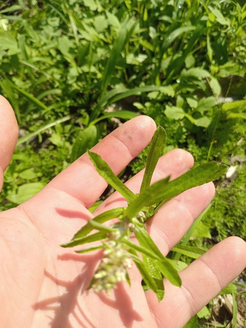 Gamochaeta filaginea photo 4