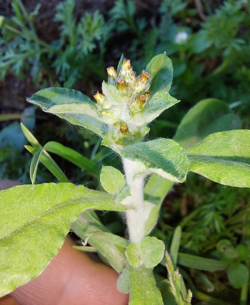 Gamochaeta filaginea photo 6
