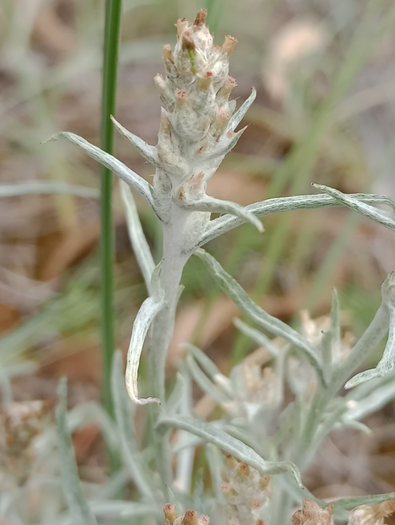 Gamochaeta filaginea photo 8